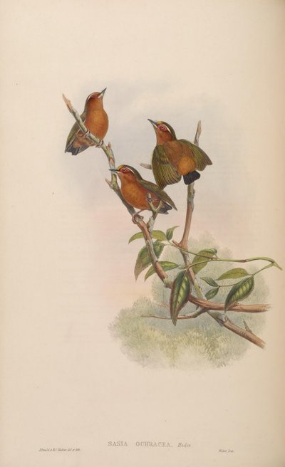 Sasia ochracea - John Gould